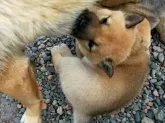 北海道犬【北海道・女の子・2025年6月16日・赤毛】の写真4「まだ母犬のお乳に夢中」