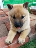 北海道犬【北海道・女の子・2025年6月16日・赤毛】の写真8