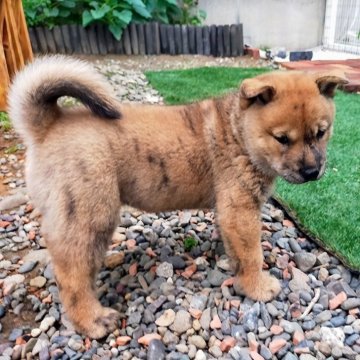 北海道犬【北海道・男の子・2025年6月16日・虎毛】の写真「珍しい虎毛の男の子です‼️」