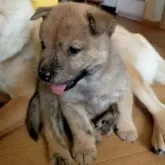 北海道犬