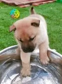 北海道犬【北海道・女の子・2025年6月16日・赤毛】の写真11「暑くて水遊び」