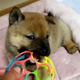 北海道犬【北海道・女の子・2025年6月16日・虎毛】の写真5