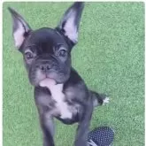 フレンチブルドッグ