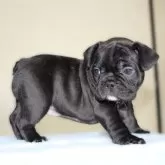 フレンチブルドッグ