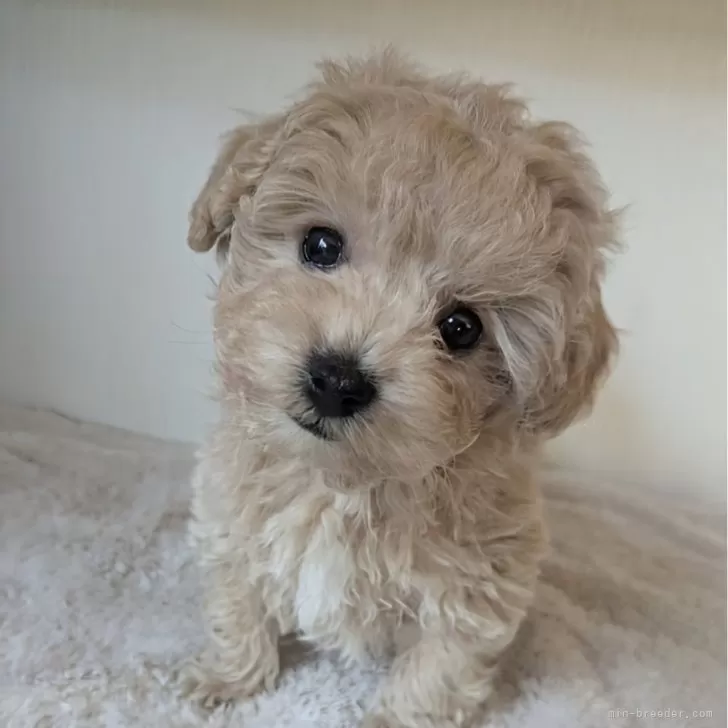 ID：2411-06283の子犬