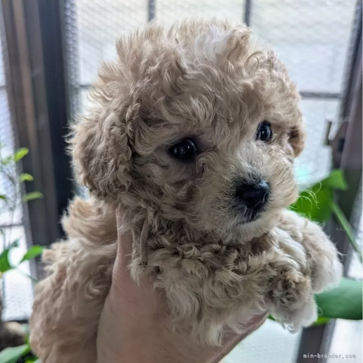 ID:2411-04110の子犬