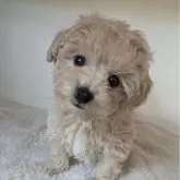 ミックス(トイプードル×ボロニーズ)【三重県・男の子・2024年10月14日・ミルクティー】の写真1「珍しいミルクティー色で元気でカワイイ男の子です🌟胸には少し白毛もあります💖」