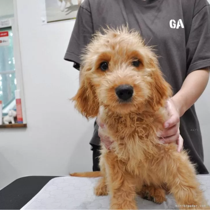 ID：2508-03564の子犬