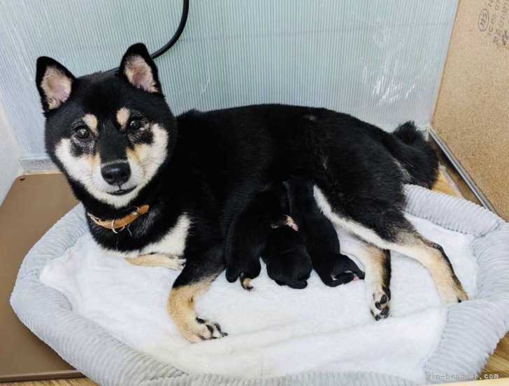 豆柴　子犬産まれました。男の子2頭・女の子2頭🐾｜井上　朋之(いのうえ　ともゆき)ブリーダー(岐阜県・パグなど・JKC/KCJ登録)の紹介写真3
