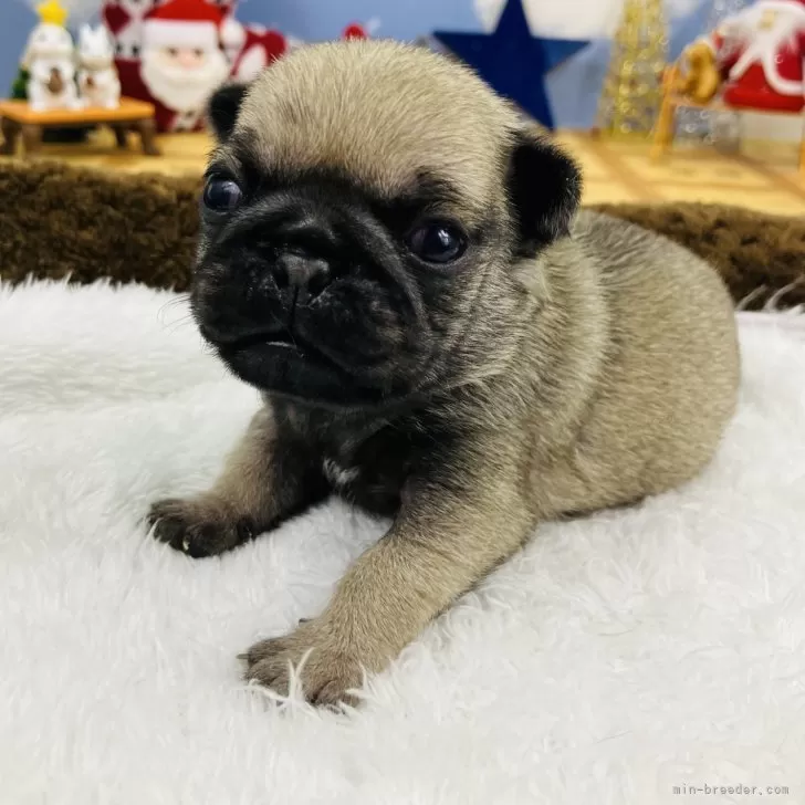 ID：2411-07035の子犬