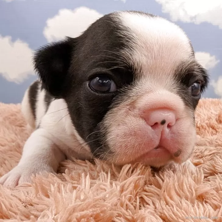 フレンチブルドッグ【岐阜県・男の子・2025年10月18日・パイド】の写真1