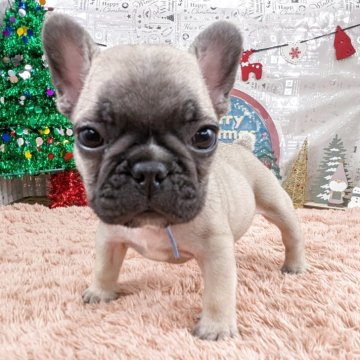 フレンチブルドッグ【岐阜県・男の子・2025年10月18日・フォーン】の写真「🌟クリスマスプレゼント🎁特別価格開催中‼️」