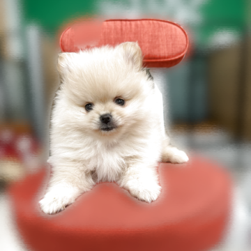 ポメラニアン【岐阜県・女の子・2025年9月14日・クリーム】の写真「毎日元気に遊び回ってます❗️
噛み合せアンダー！」