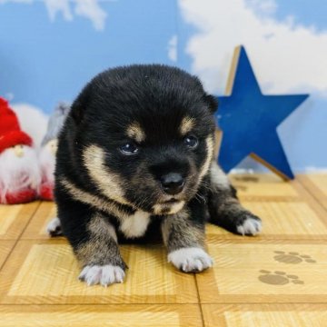 柴犬(豆柴)【岐阜県・女の子・2024年10月20日・黒】の写真「🌟小ぶりで柄も綺麗な女の子です🐶
値下げしました」