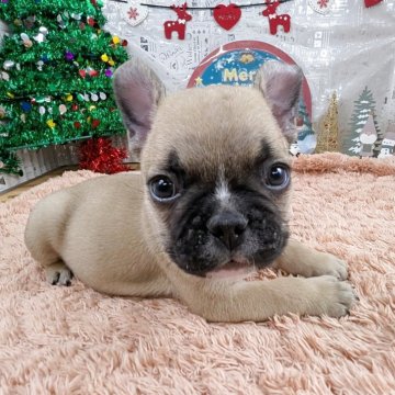 フレンチブルドッグ【岐阜県・男の子・2025年10月18日・フォーン】の写真「🌟クリスマスプレゼント🎁特別価格開催中‼️」