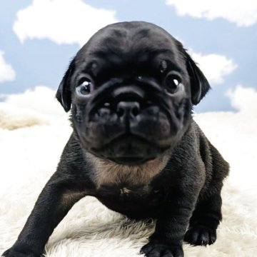 パグ【岐阜県・男の子・2025年5月11日・ブラック】の写真「ムチムチぽちゃかわです🐶」