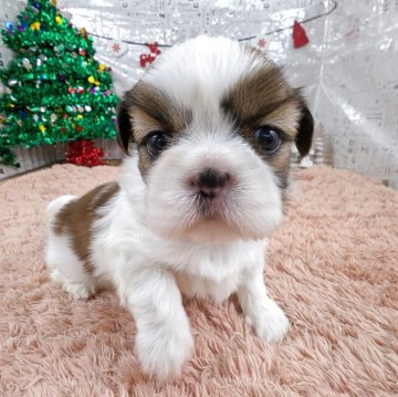 シーズー【岐阜県・女の子・2025年11月1日・ゴールド&ホワイト】の写真「ヨチヨチ歩きはじめました🩷」