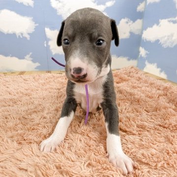 イタリアングレーハウンド【岐阜県・男の子・2025年10月21日・ブルー&ホワイト】の写真「目が開いてヨチヨチ歩きはじめました💜」