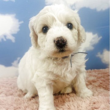 ビションフリーゼ【岐阜県・男の子・2025年5月20日・ホワイト】の写真「ヨチヨチ歩き始めました🐶」