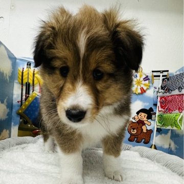 シェットランドシープドッグ【岐阜県・男の子・2026年2月28日・セーブル&ホワイト】の写真「目が開いてヨチヨチ歩き始めました‼️」