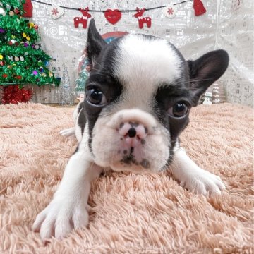 フレンチブルドッグ【岐阜県・男の子・2025年10月18日・パイド】の写真「🌟クリスマスプレゼント🎁特別価格開催中‼️」