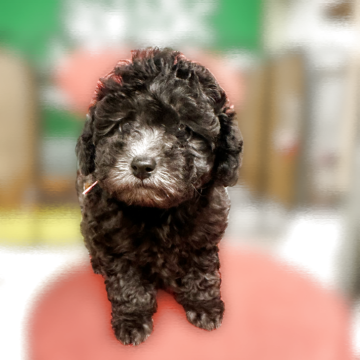 トイプードル(トイ)【岐阜県・女の子・2025年9月14日・シルバー】の写真「三姉妹仲良く元気に遊び回ってます❗️」