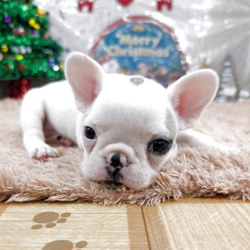 フレンチブルドッグ【岐阜県・男の子・2025年10月18日・パイド】の写真「🌟クリスマスプレゼント🎁特別価格開催中🎄」