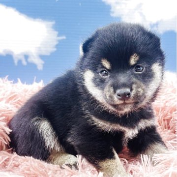 柴犬(豆柴)【岐阜県・男の子・2025年3月25日・黒】の写真「ヨチヨチ歩き始めました‼️
🌟春の大感謝祭☘️」