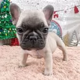 フレンチブルドッグ