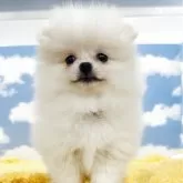 ポメラニアン