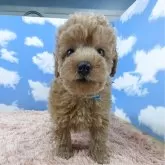 トイプードル(トイ)