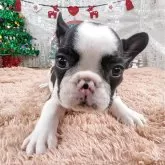 フレンチブルドッグ