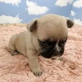 フレンチブルドッグ【岐阜県・男の子・2025年10月18日・フォーン】の写真2