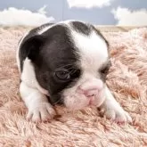 フレンチブルドッグ【岐阜県・男の子・2025年10月18日・パイド】の写真2