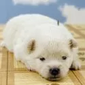 ポメラニアン【岐阜県・男の子・2025年6月18日・クリーム】の写真2