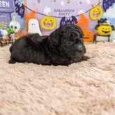 トイプードル(トイ)【岐阜県・女の子・2025年9月14日・シルバー】の写真3