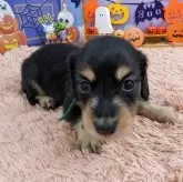 カニンヘンダックスフンド(ロング)【岐阜県・男の子・2025年9月24日・ブラックタン】の写真4