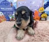 カニンヘンダックスフンド(ロング)【岐阜県・男の子・2025年9月24日・ブラックタン】の写真5