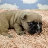 フレンチブルドッグ【岐阜県・男の子・2025年10月18日・フォーン】の写真5