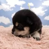 豆柴【岐阜県・女の子・2025年10月24日・黒】の写真4