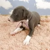 イタリアングレーハウンド【岐阜県・男の子・2025年10月21日・ブルー&ホワイト】の写真6