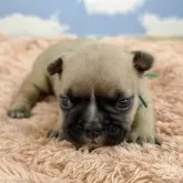 フレンチブルドッグ【岐阜県・男の子・2025年10月18日・フォーン】の写真6