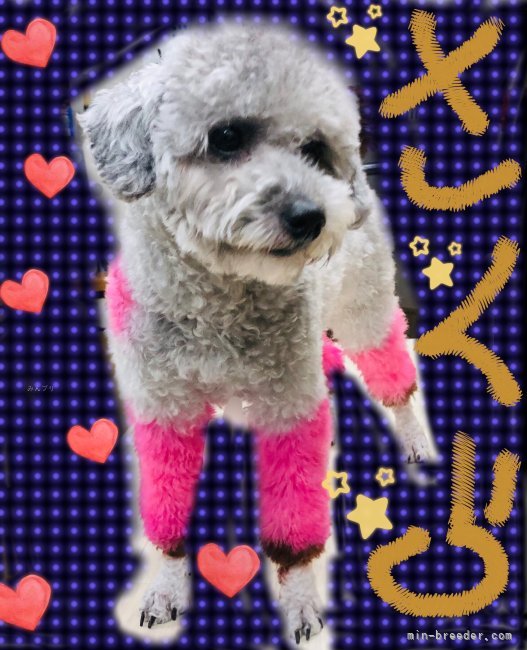 トイプードル(トイ)【・女の子・2023年2月6日・シルバー】「ポイントカラーでおしゃれさん」