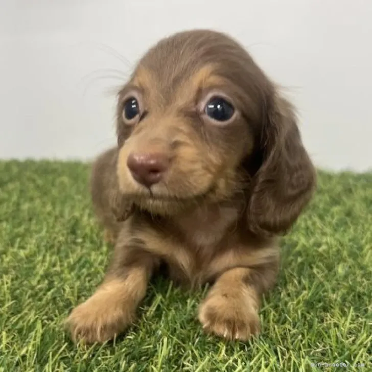 ID：2307-04155の子犬