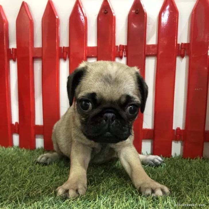 ID：2403-06879の子犬