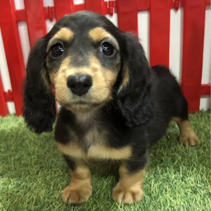 ID:2404-01097の子犬