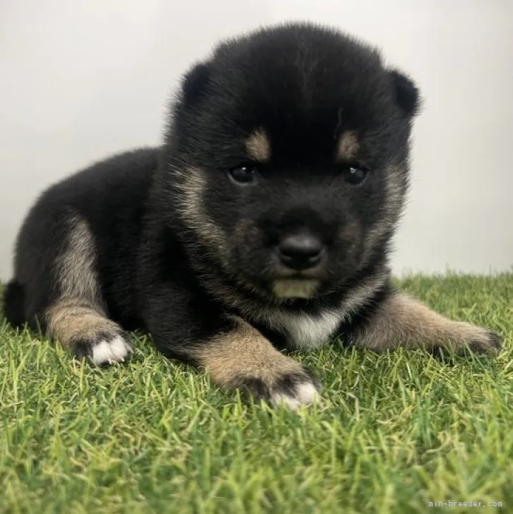 ID：2308-05222の子犬