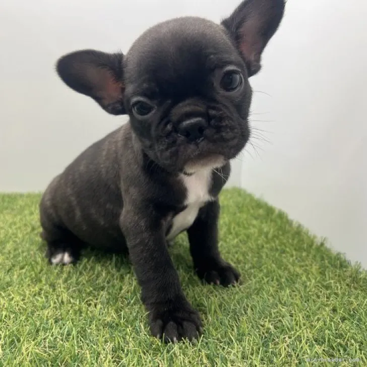 ID:2303-03807の子犬