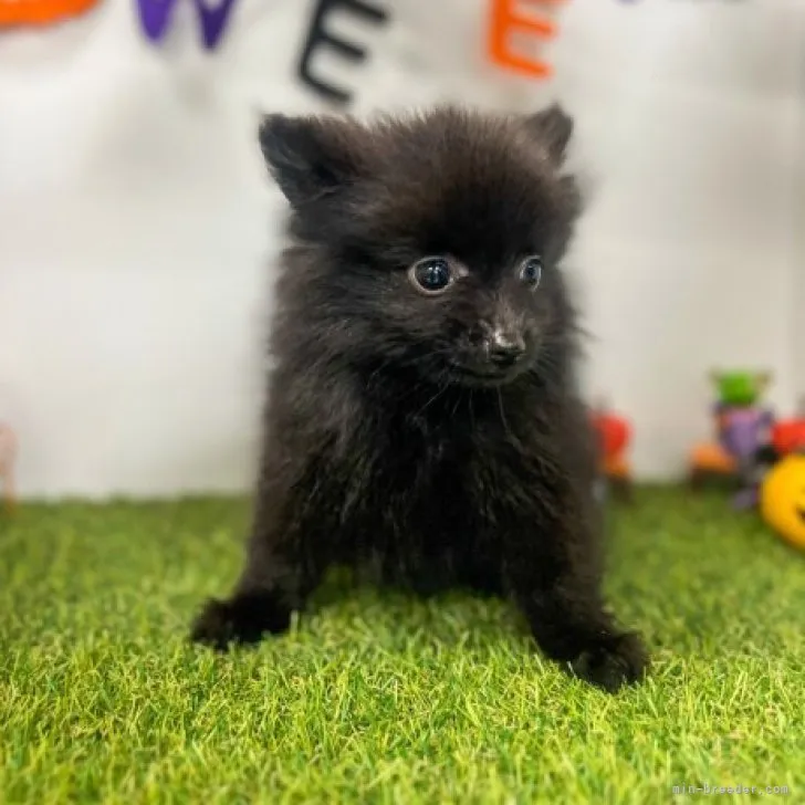 ID：2308-04930の子犬