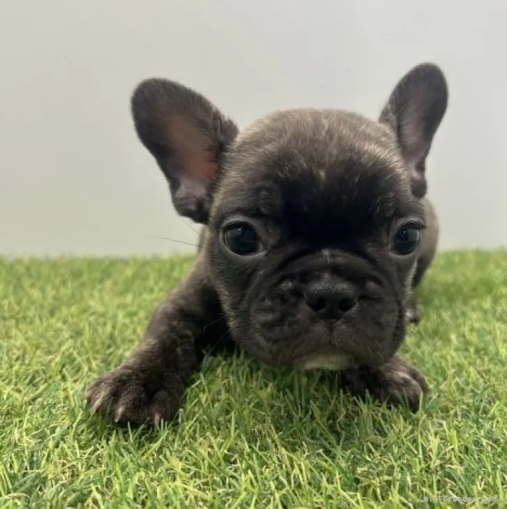 ID:2303-03810の子犬
